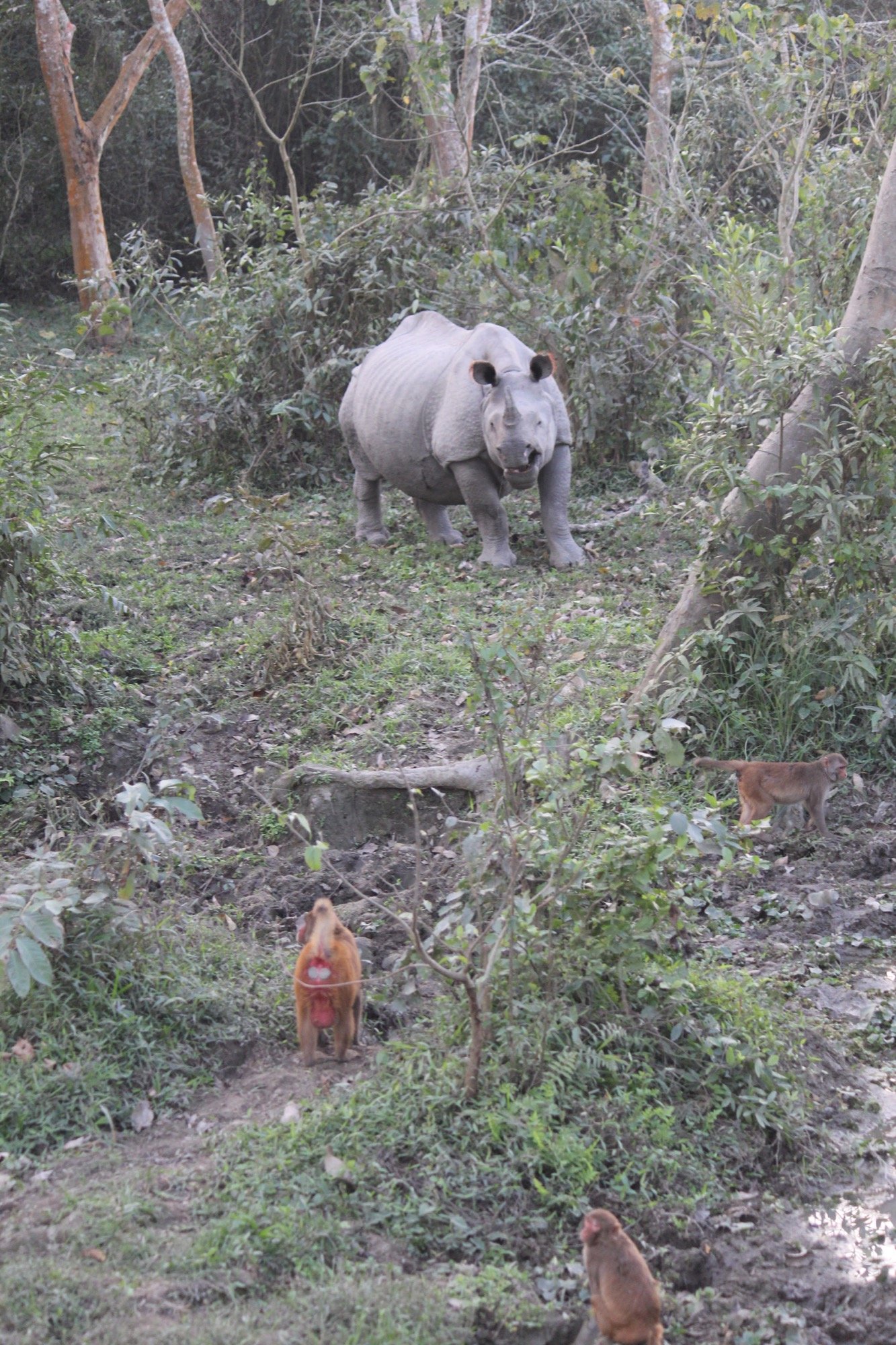 Assam landscape